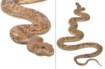 Detailed 99.5" Long Python Snake Replica - Flexible Rubber Toy Figure