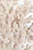 Tall White Faux Coral Sculpture On Clear Acrylic Base