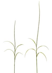 Foxtail (Set of 6) 39"H, 52"H Plastic Stem