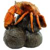 Coastal Crab Garde Garden Statue