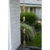 Pure Polished Copper 8.5 Foot Rain Chain With 4 Fish