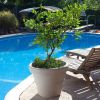 12-Inch Round Poly Resin Planter With Weathered Concrete Look