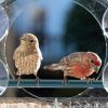 Outdoor Clear Plastic Window Bird Feeder
