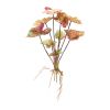 Caladium Bush (Set of 6) 18.5"H Polyester