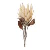 29"H Protea Set Of 2 Polyester Stem