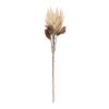29"H Protea Set Of 2 Polyester Stem